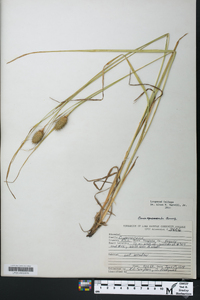 Carex squarrosa image