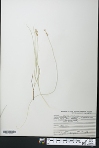 Carex sterilis image