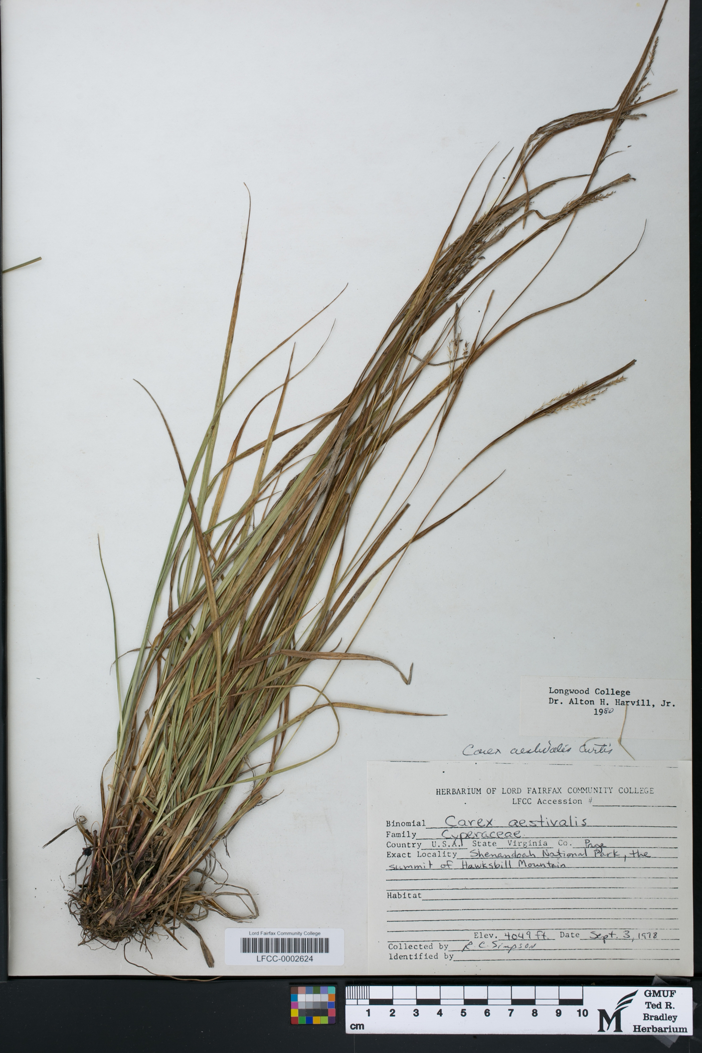 Carex aestivalis image