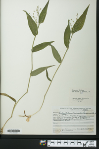 Dichanthelium ravenelii image