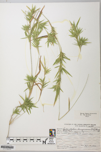 Dichanthelium acuminatum subsp. lindheimeri image