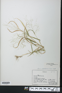 Panicum philadelphicum image