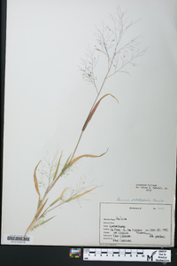 Panicum philadelphicum image