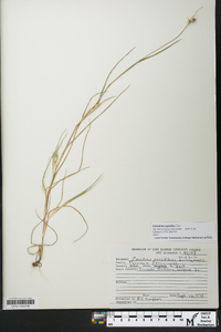 Cenchrus spinifex image