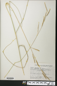 Spartina patens image