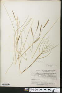 Spartina patens image