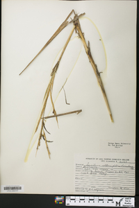 Spartina alterniflora image