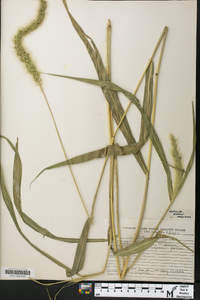 Setaria faberi image