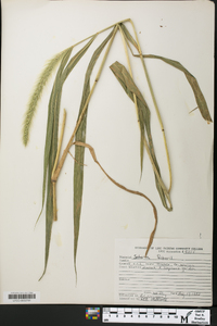 Setaria faberi image