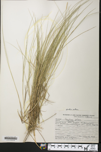 Spartina patens image