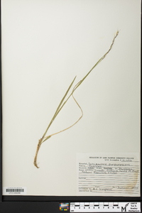 Schizachne purpurascens image