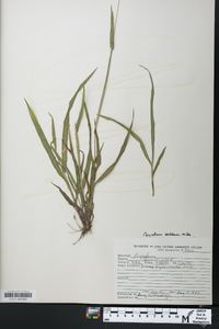 Paspalum setaceum var. muhlenbergii image