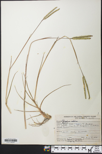 Paspalum notatum image