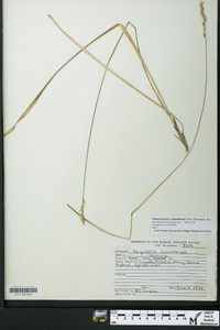 Piptatheropsis canadensis image