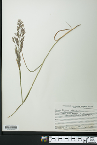 Milium effusum image