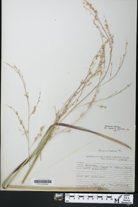 Panicum amarum image