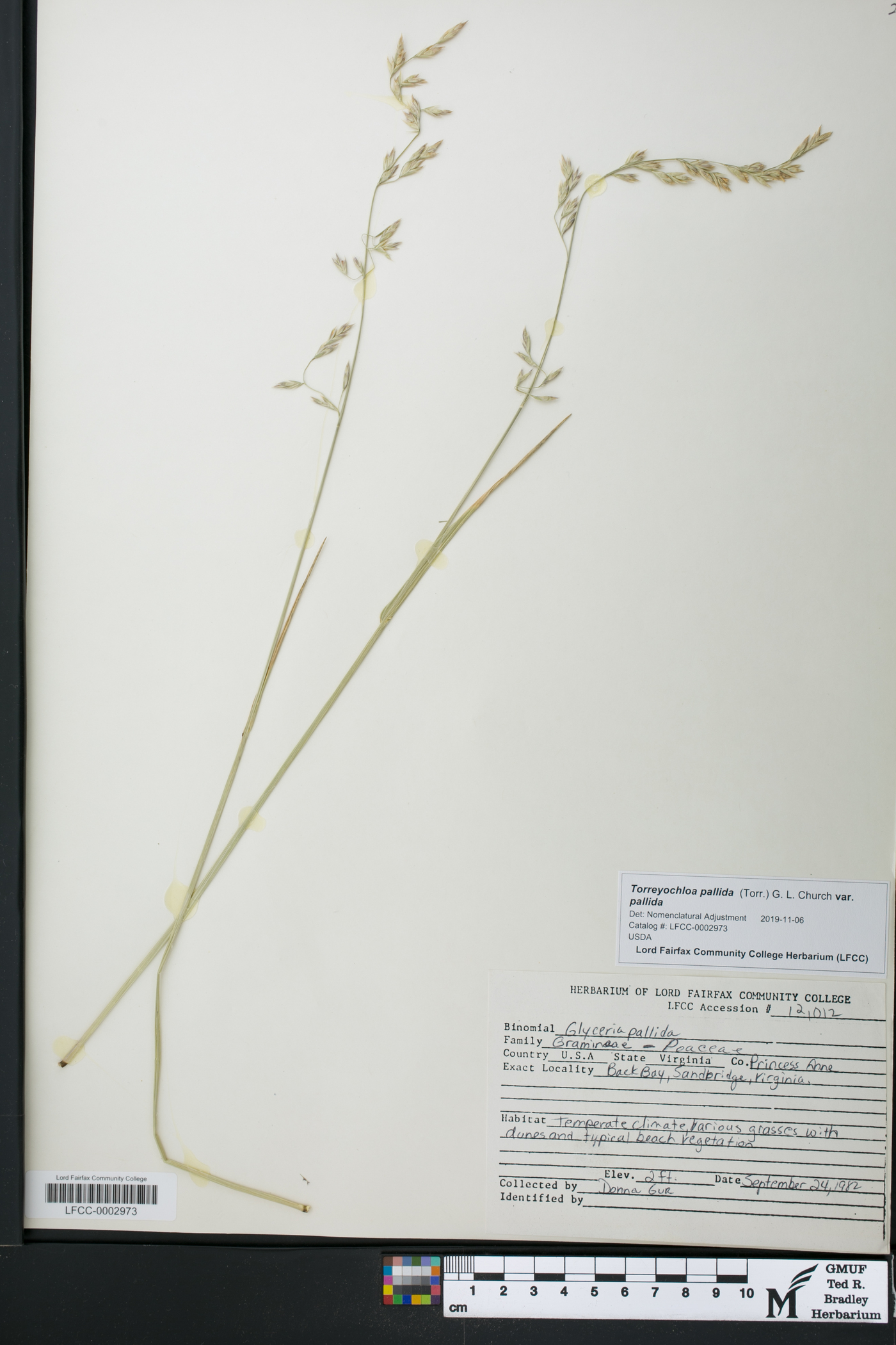 Torreyochloa pallida var. pallida image