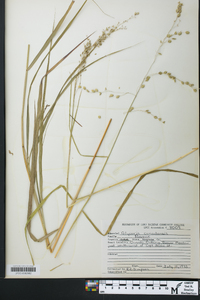 Glyceria canadensis image