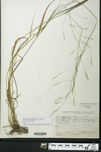 Festuca subverticillata image