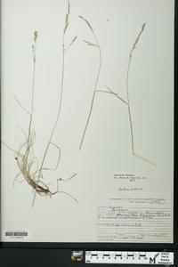 Festuca rubra image