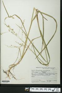 Glyceria canadensis image