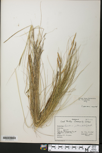 Spartina patens image