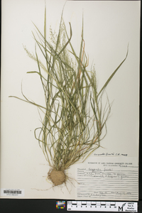 Eragrostis frankii image