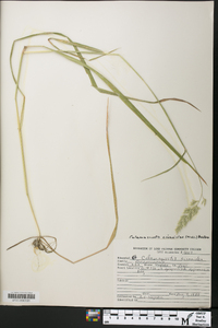 Calamagrostis cinnoides image