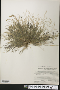 Eragrostis pilosa image