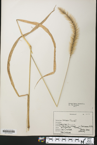 Setaria faberi image