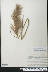 Phragmites australis image