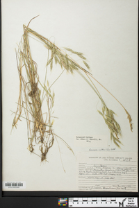 Bromus catharticus image