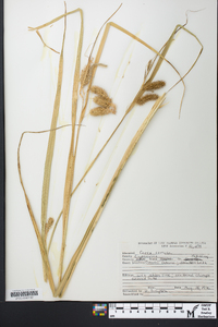 Carex comosa image