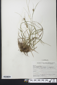 Carex caroliniana image