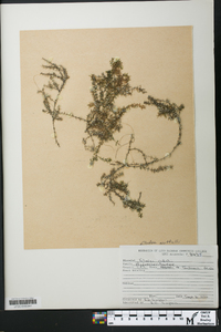 Elodea nuttallii image