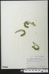 Elodea nuttallii image