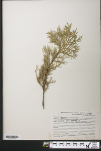 Juniperus osteosperma image