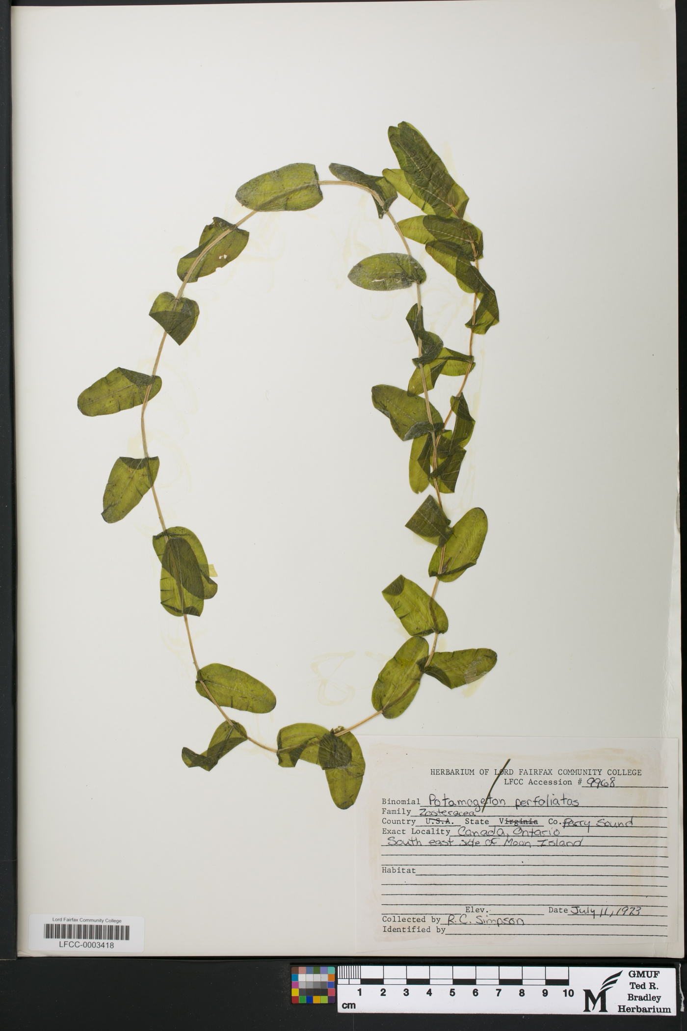 Potamogeton perfoliatus image