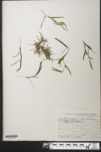 Potamogeton strictifolius image