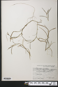 Potamogeton strictifolius image