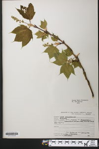 Acer pensylvanicum image