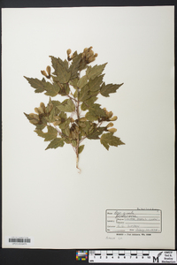 Acer tataricum subsp. ginnala image