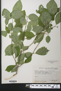 Celastrus scandens image