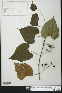 Vitis vulpina image