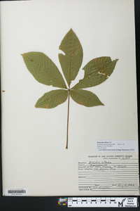 Aesculus flava image