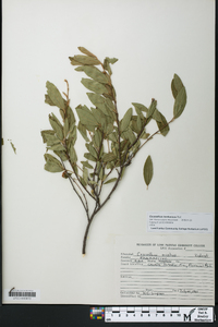 Ceanothus herbaceus image