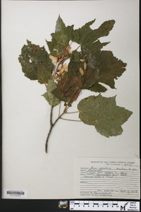 Acer spicatum image