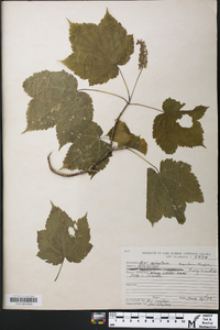 Acer spicatum image