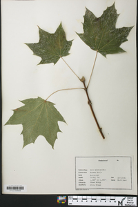 Acer platanoides image