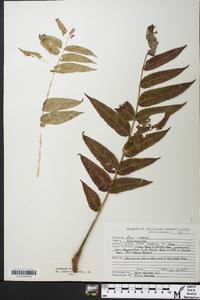 Rhus typhina image